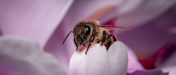 Close-up of bee pollinating on flower