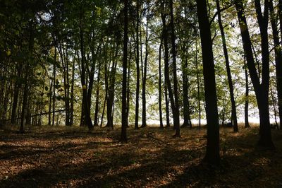 Trees in forest