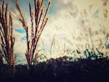 Close-up of plants on field against sky