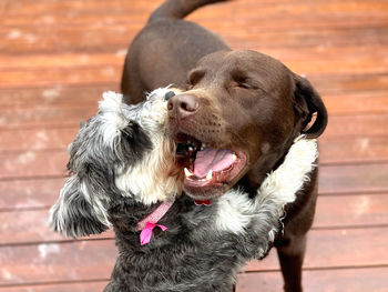 Dogs hugging