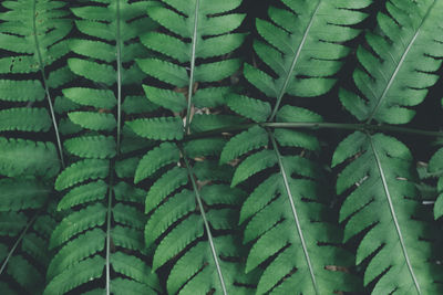 Full frame shot of succulent plant