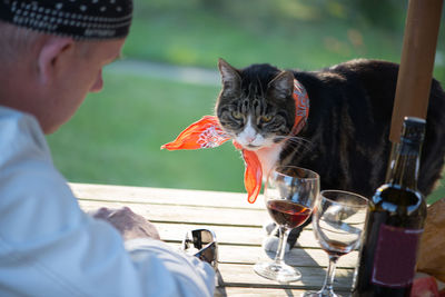 Man with cat sitting by wineglasses at table