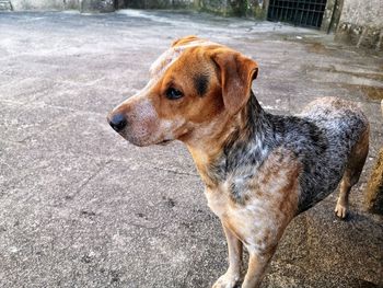 Dog looking away in street