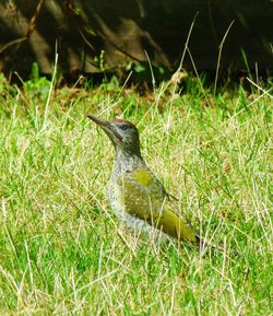 Rabbit on grassy field