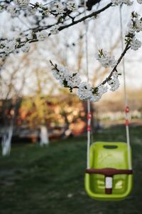 Close-up of cherry blossom on tree