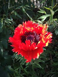 Close-up of red flower