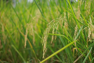 Close-up of crops growing on field