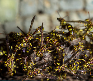 Close-up of insect on plant