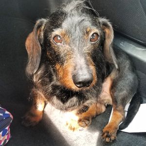 Close-up portrait of dog