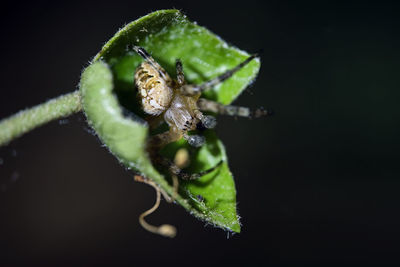 Close-up of spider on web against black background