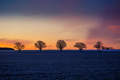 A beautiful group of bare oak trees near the horizon. early winter landscape during the sunrise. 