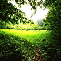 Scenic view of trees growing on field against sky