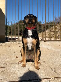 Dog sitting in a fence