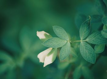 Close-up of green leaves on plant