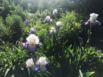 Close-up of purple flowers blooming outdoors