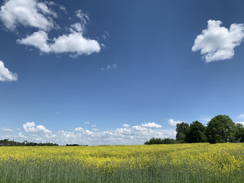 Scenic view of field against sky