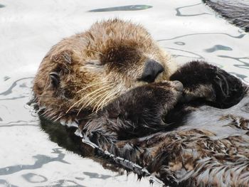 Close-up of iguana relaxing on bed