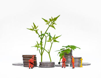 Close-up of potted plant against white background