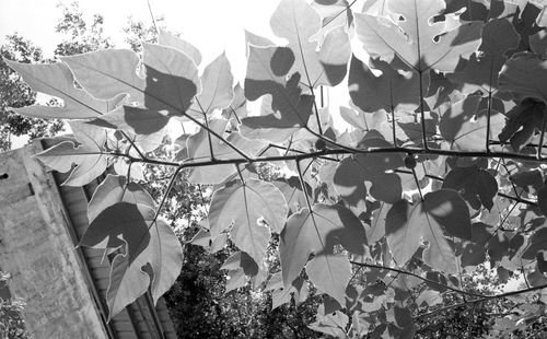 Low angle view of leaves