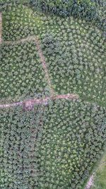 High angle view of plants growing on field