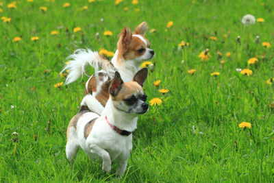 View of a dog on field