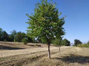 Trees on field against clear sky
