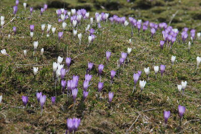 Close-up of purple crocus flowers blooming on field