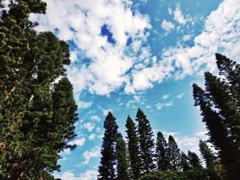 Low angle view of pine trees against sky