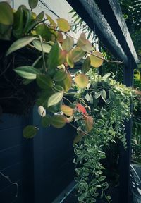 Close-up of flowers blooming on plant