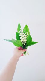 Close-up of hand holding flower over white background