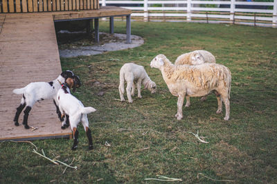 Sheep and goat on farm. sheep and lamb in farm house. sheep and goat, field, rural, countryside.