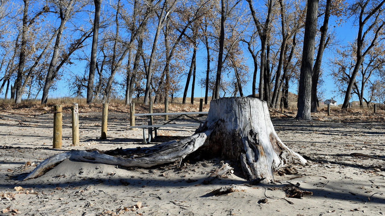 tree, land, natural environment, nature, plant, winter, wood, sunlight, wilderness, tranquility, no people, day, tree trunk, trunk, sky, sand, tranquil scene, non-urban scene, scenics - nature, landscape, forest, outdoors, bare tree, dead plant, environment, shadow, beauty in nature, field, sunny, driftwood, clear sky, beach, branch
