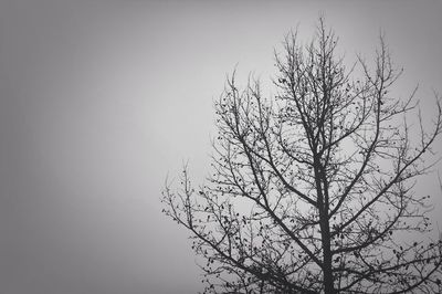 Low angle view of bare trees