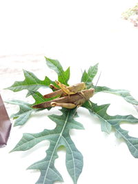 High angle view of plant leaves on white background