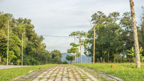 Road amidst trees against sky