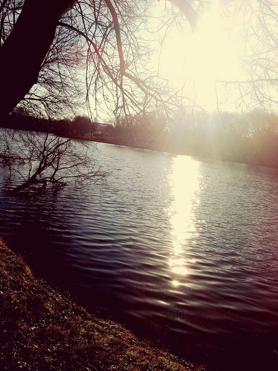 water, sun, reflection, tree, tranquility, tranquil scene, lake, scenics, sunlight, beauty in nature, nature, sunset, branch, rippled, silhouette, river, sky, bare tree, sunbeam, idyllic