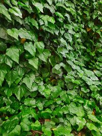 Full frame shot of leaves