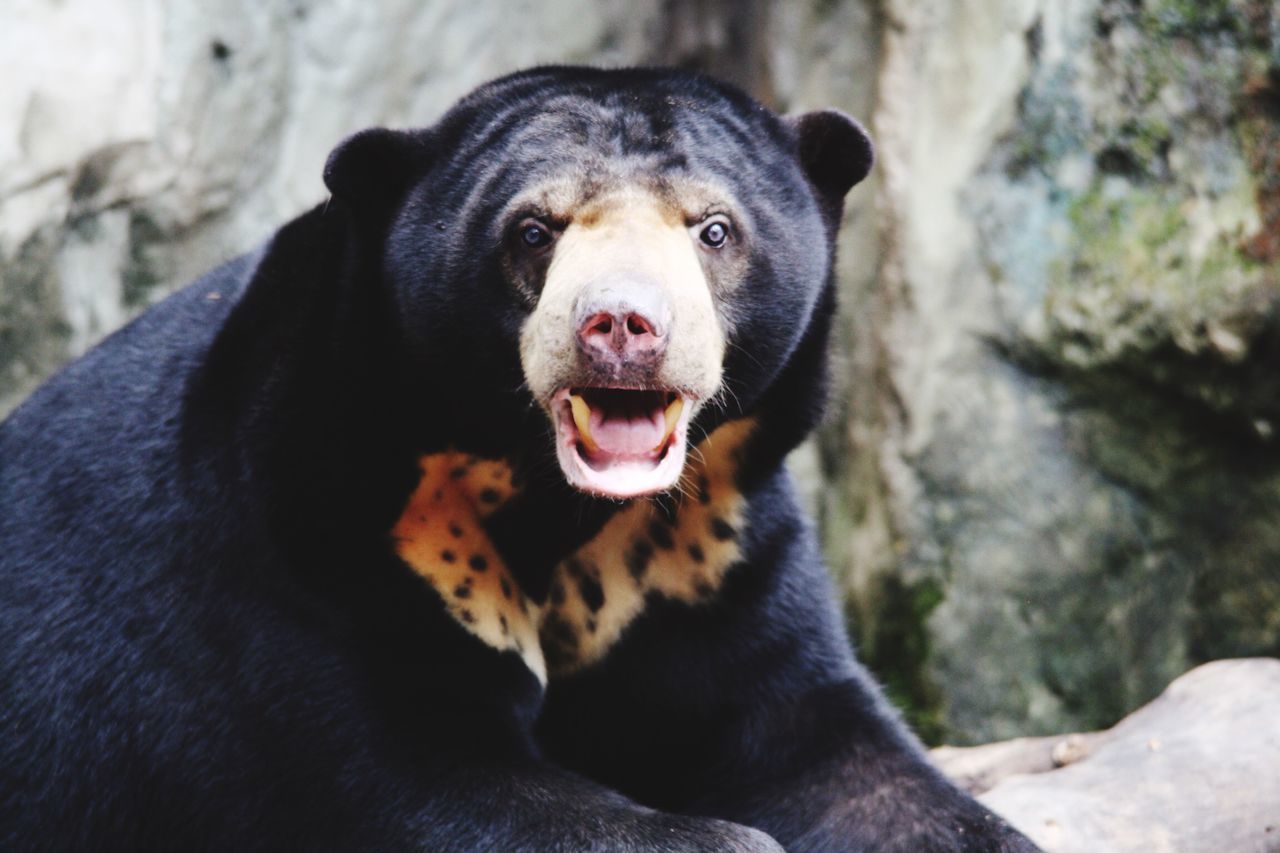 animal themes, one animal, dog, pets, mammal, domestic animals, focus on foreground, close-up, black color, portrait, looking away, sitting, rock - object, animal head, outdoors, mouth open, day, nature, relaxation