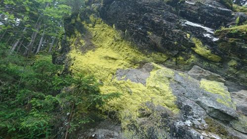 Moss growing on rock in forest