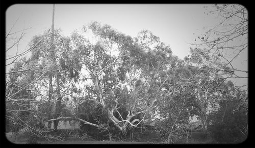 Low angle view of trees against sky