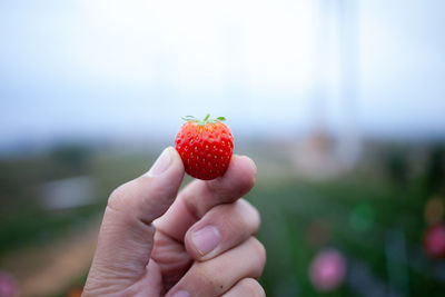 Midsection of person holding strawberry