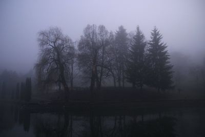 Bare trees in foggy weather