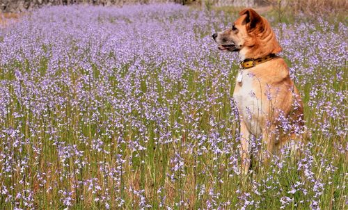 View of dog on fieldof wild flowers