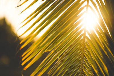 Close-up of palm leaves against sky during sunset