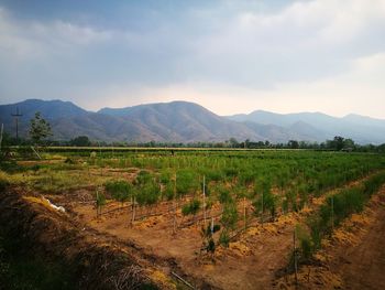 Scenic view of agricultural field against sky