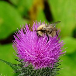 Close-up of honey bee on thistle