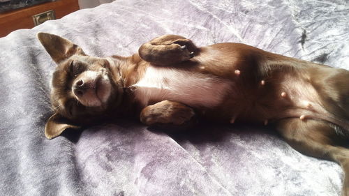 Close-up of dog sleeping on bed at home