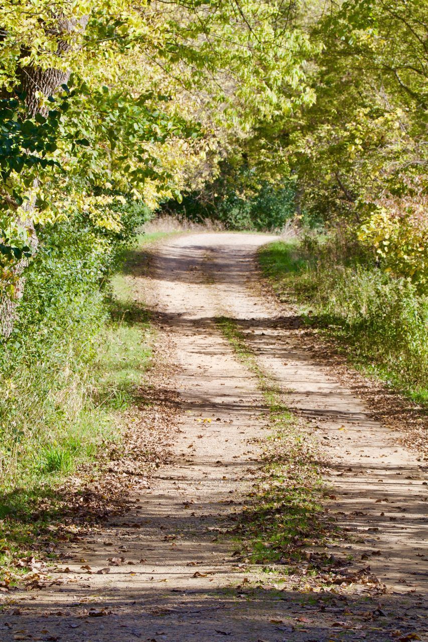 FOOTPATH AMIDST TREES IN FOREST