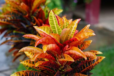 Close-up of orange leaves on plant