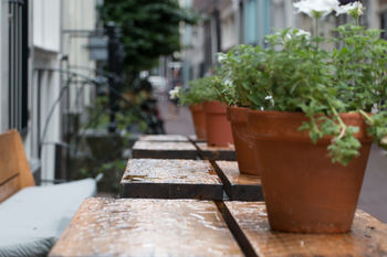 Potted plant in row on table in city